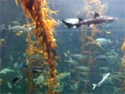 Live Birch Aquarium Kelp Cam, San Diego